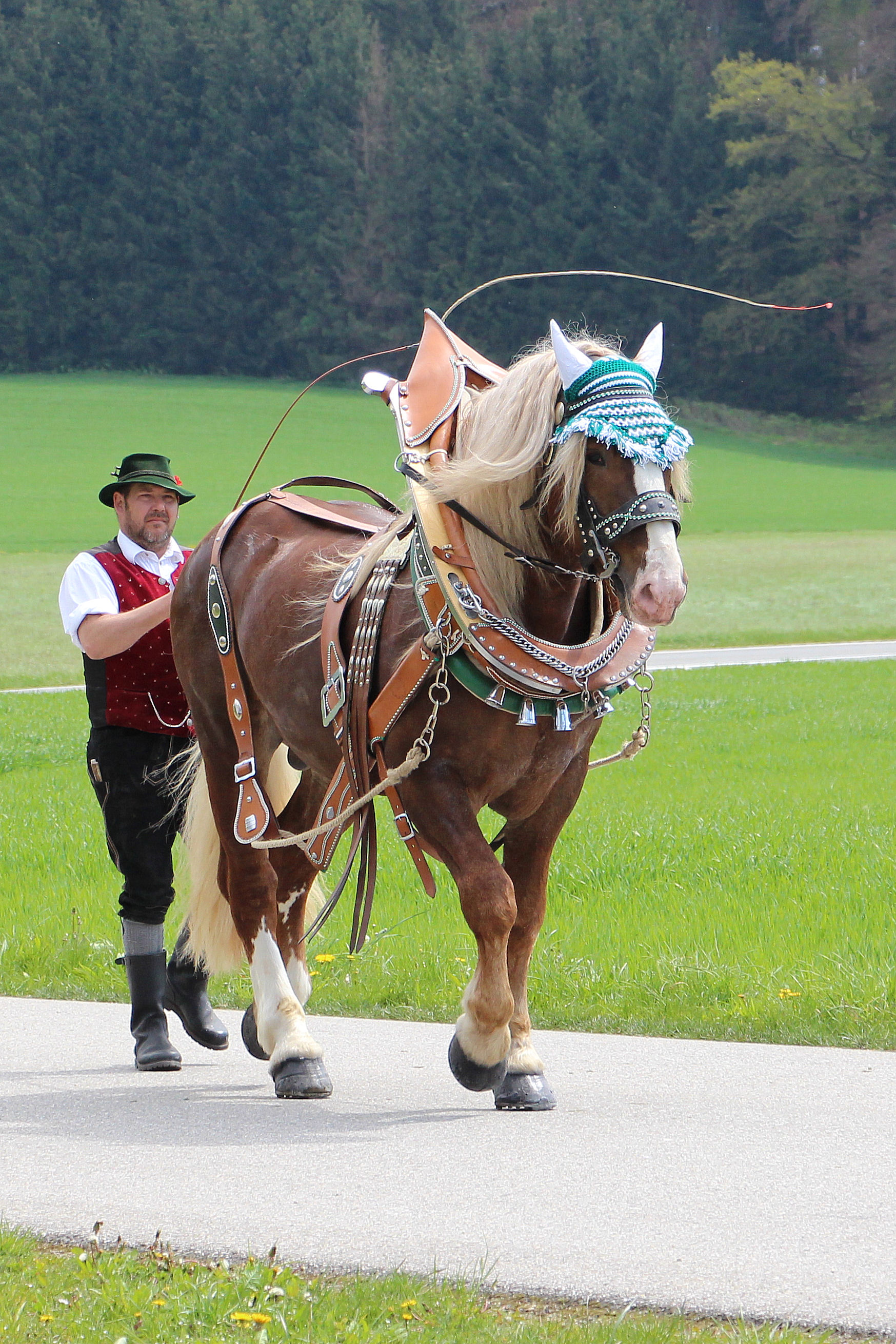 "Vachendorf" von Verin x Schwarzach
&copy; Reitthaler Andrea