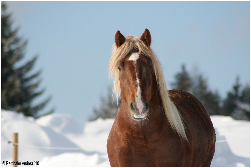 "Bubi" 2007 - Seidinger S / Nebelwand