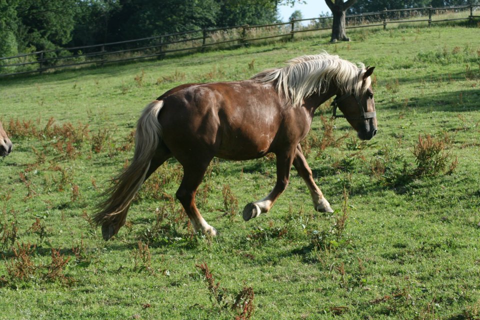 "Gusti" *2008 - Seidinger S/