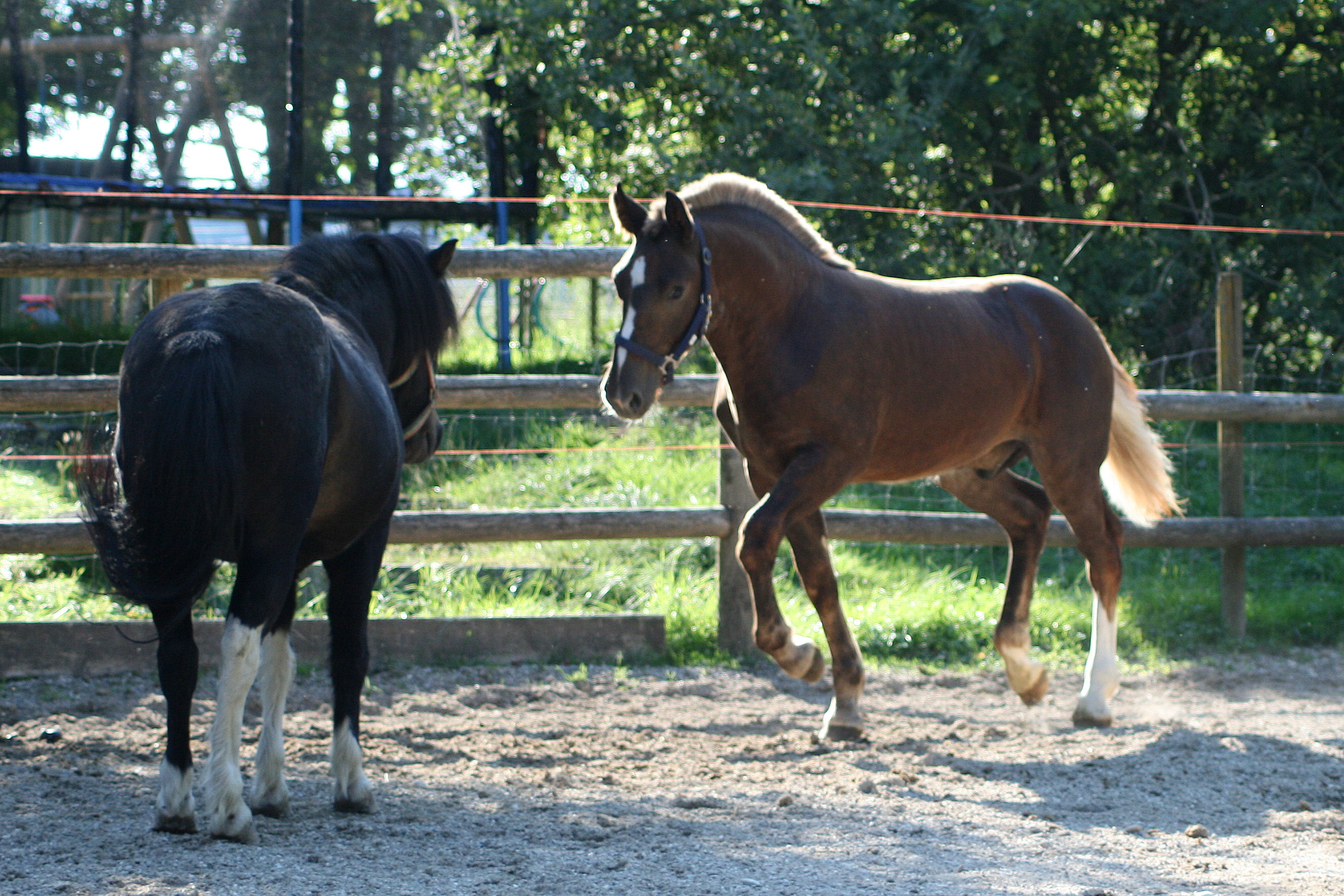 "Vali" 2013 Valentiner x F&ouml;rgenthal 