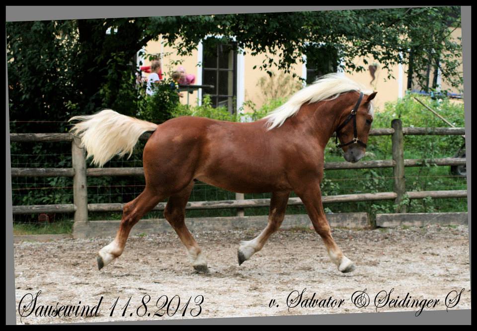 "Salewo/Sausewind" *2012 - Salvator 1/Seidinger-S