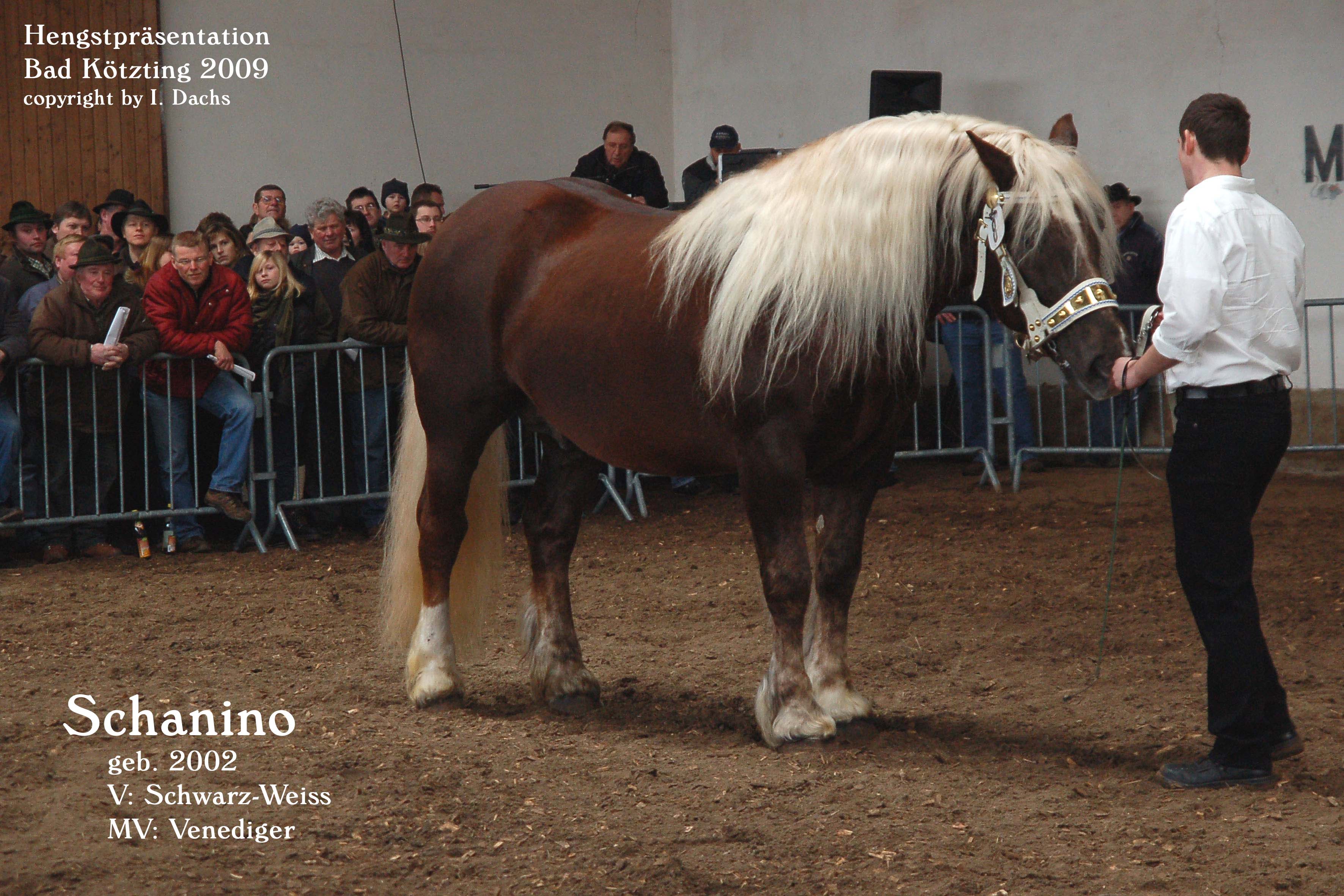 "Schanino" Schwarz-Weiss x Venediger