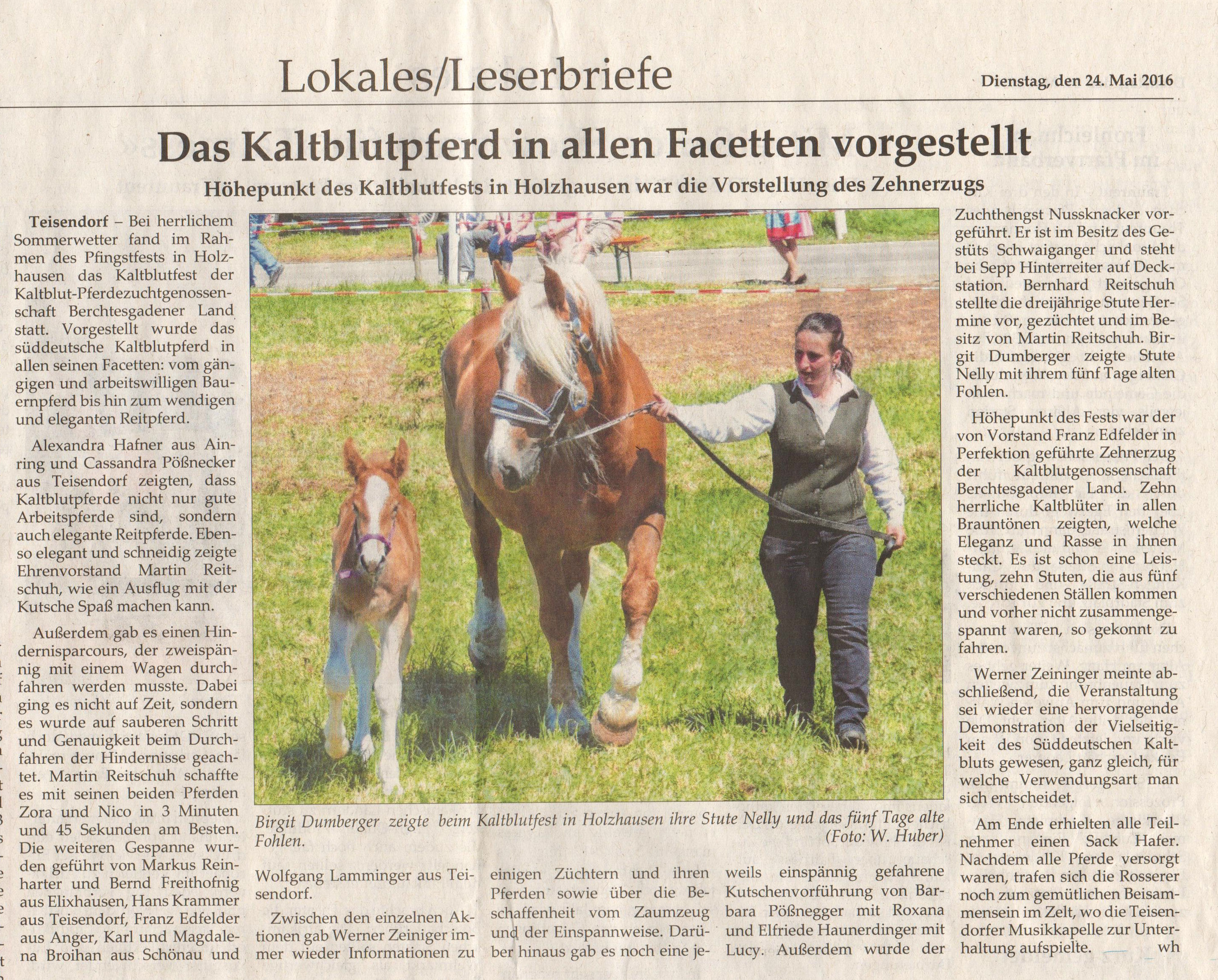 Stutfohlen von Schanino - geb. 2016 (Z&uuml;chter Fam. Dumberger)