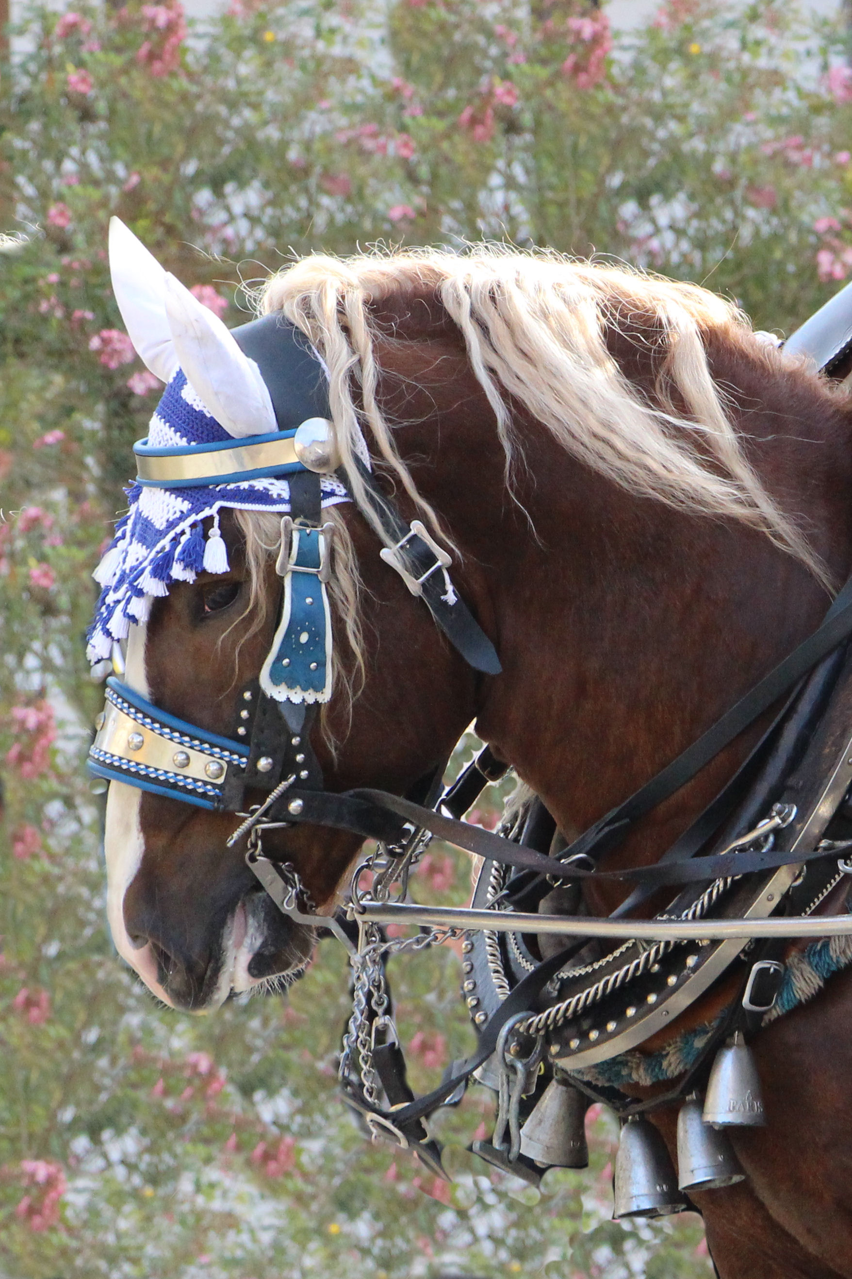 "Vachendorf" Verin x Schwarzach *2012