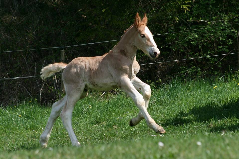 Valentiner & F&ouml;rgenthal